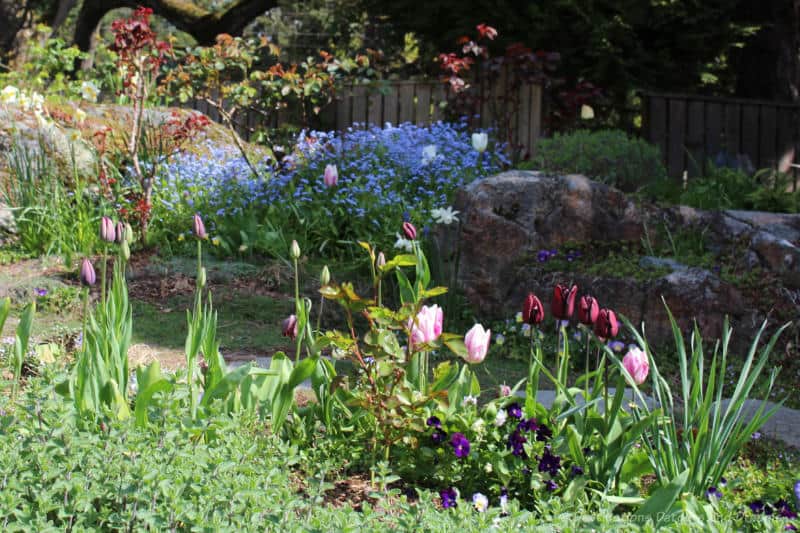 Helen Stewart Garden Tulips Tulips and other spring blossoms in a garden
