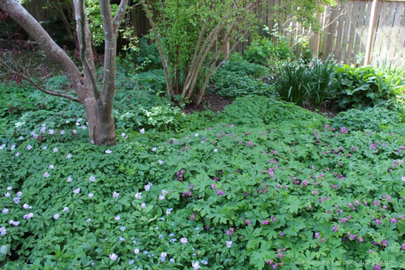 Helen Stewart Garden Shady Blooms Greenery beneath a tree is full of delicate light mauve and purple blooms