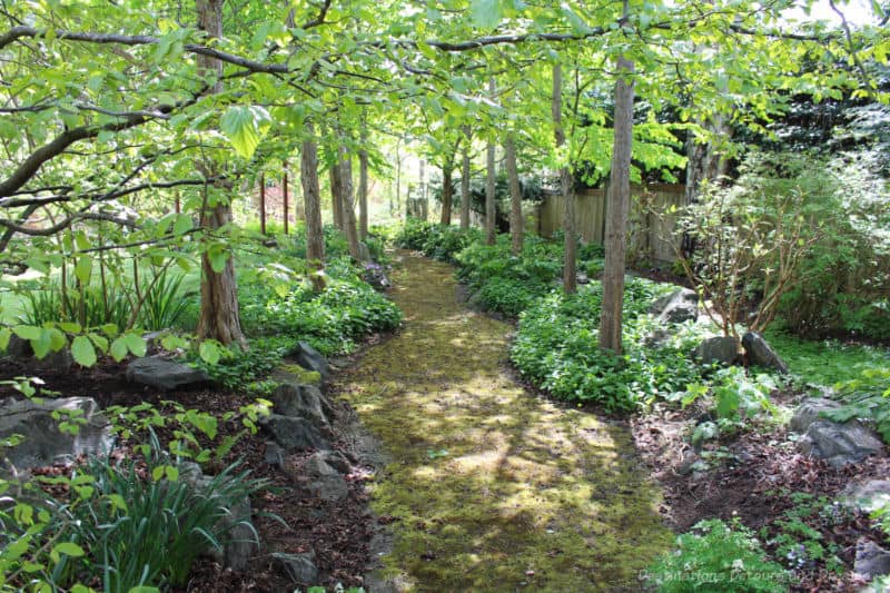 Helen Stewart Garden Wooded Pathway A garden path bordered by trees creating a shade canopy