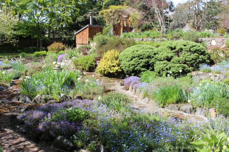 Helen Stewart Garden View Terraced rock garden of spring blooming flowers and shrubs