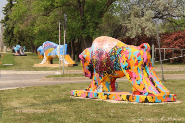 Bison On The Boulevard In Winnipeg