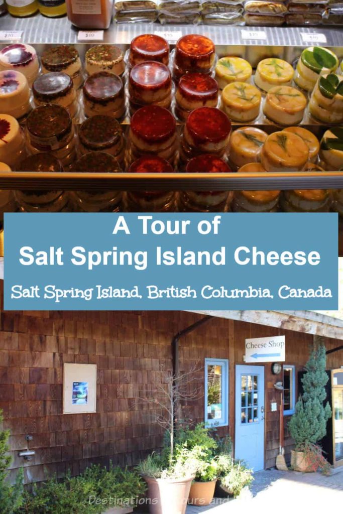 Cheese on Salt Spring Island - visiting artisan cheese maker Salt Spring Island Cheese on Salt Spring Island, British Columbia, Canada