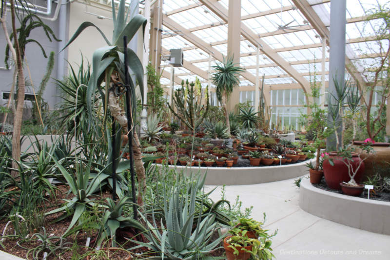 Indoor conservatory with cacti and succulents