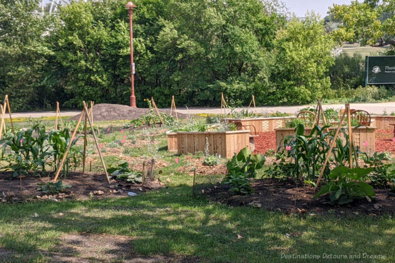 The Forks Turtle Tours Indigenous Garden Vegetable garden with circular sections of staked plants