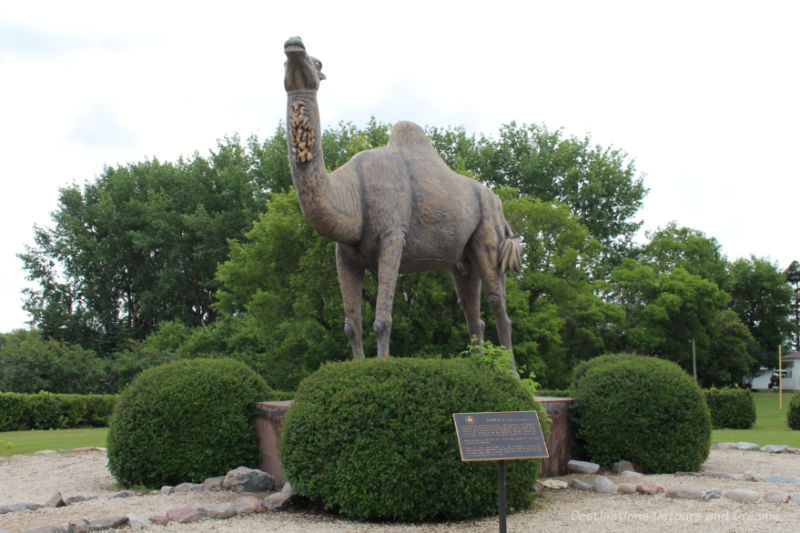 Large statue of a camel, head pointing upwards, with trees in background and shrubs around base of statue