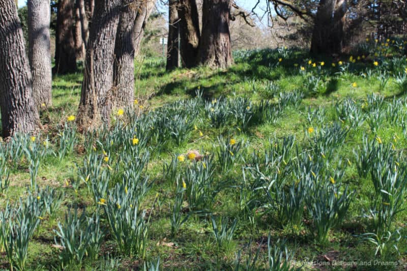 Spring Garden Daffodils A field on a forested hill with daffodils in bloom