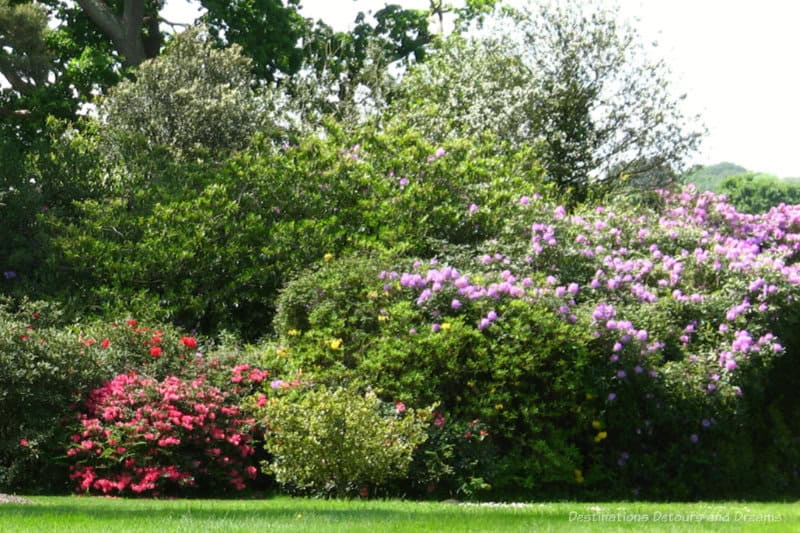 Spring Garden Beaulieu Trees and blooming shrubs (lilace and rose coloured blooms) at edge of field