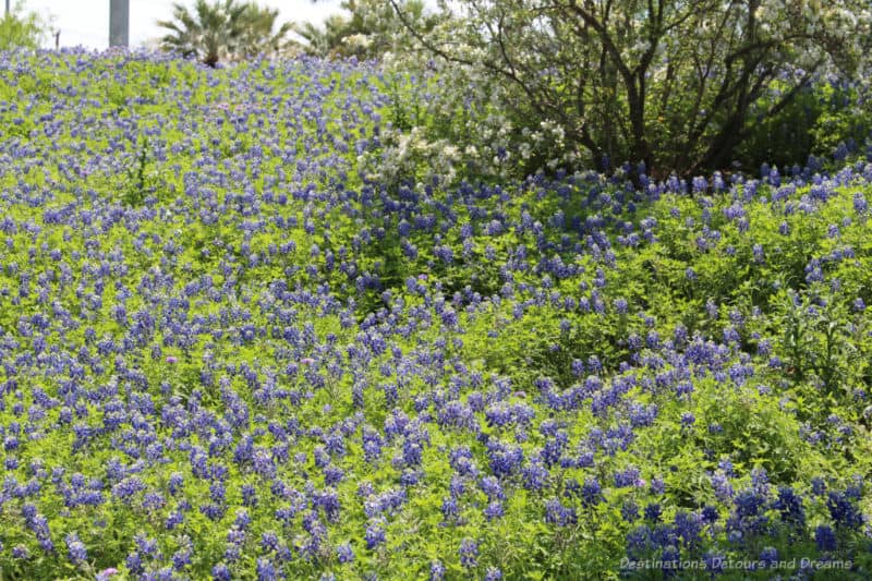 A filed filled with blooming blue Texas bluebonnets