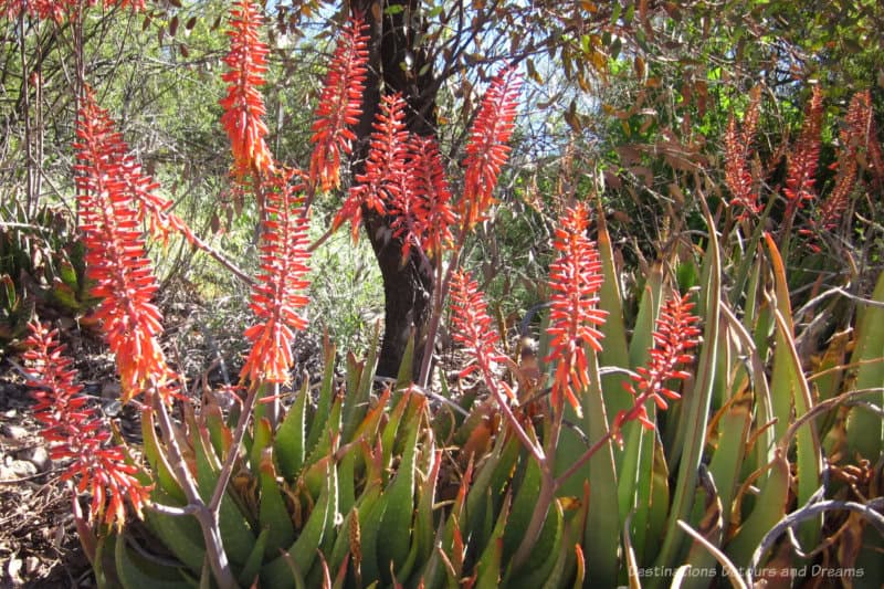 Spring Garden Aloe Tall spiky blooms of orange on aloe elegans plant