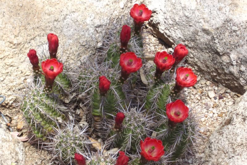 Spring Garden Hedgehog Cactus Hedgehog cactus full of compact red cylindrical blooms