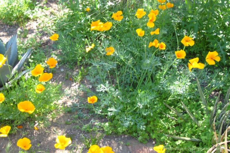 Spring Garden Poppies at Boyce Thompson Yellow poppies