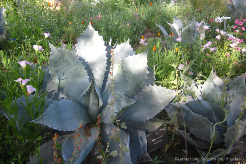 Spring Garden Desert Botanical Spring wildflowers