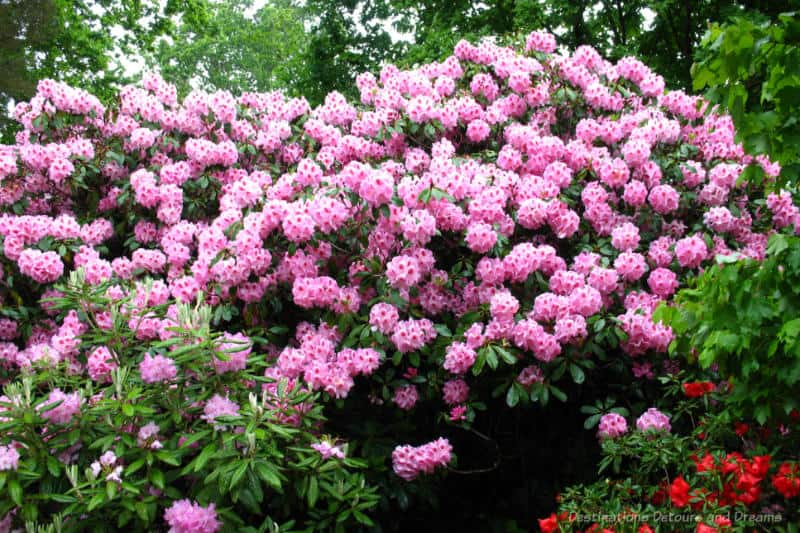 Spring Garden Exbury A bush full of blooming pink rhodedendrons