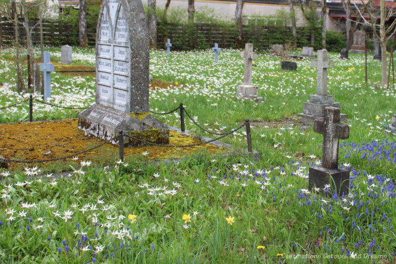 Spring Garden Fawn Lilies White fawn lilies blooming in a cemetery