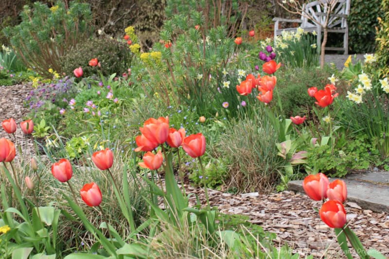 Spring Garden HCP Orangish tulip, yellow daffodils and other spring flowers blooming in a flower bed