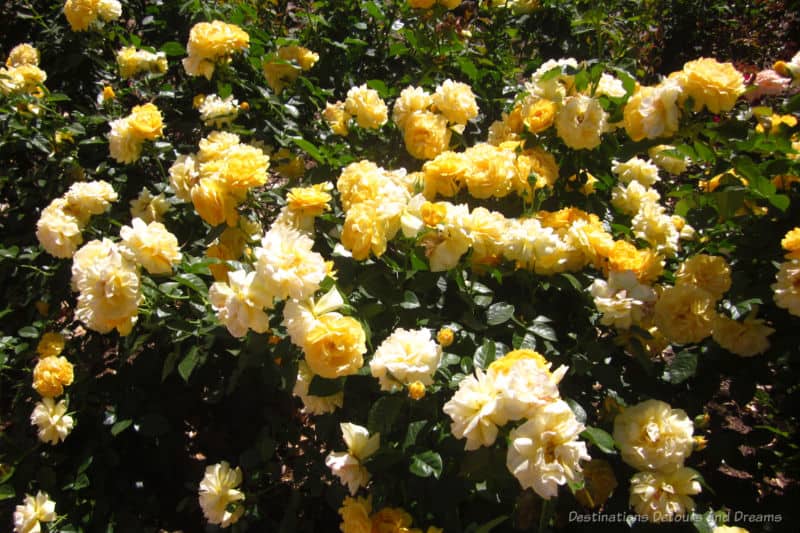 Spring Garden Yellow Roses Bush of buttery-yellow rose blooms
