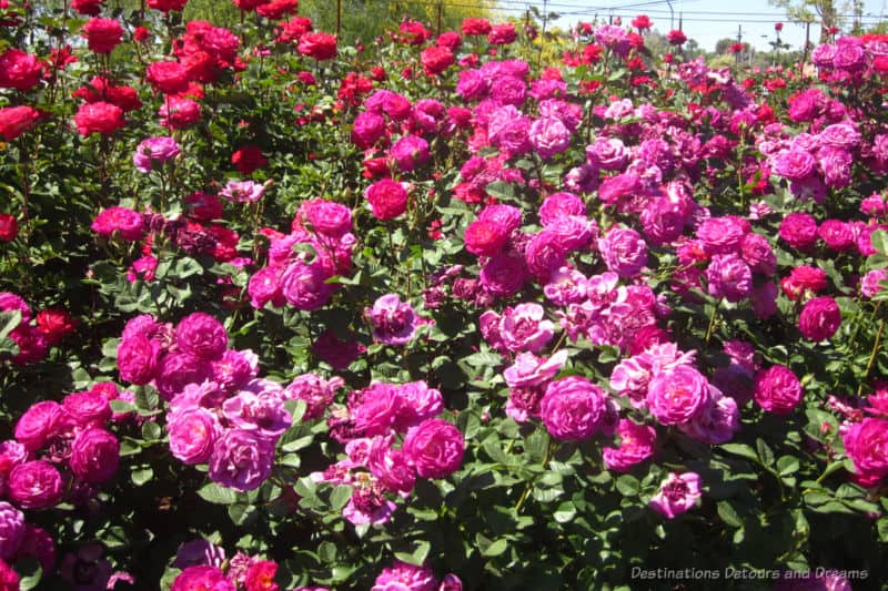 Spring Garden Mesa Roses Rose bushes ablaze with pink and red blooms