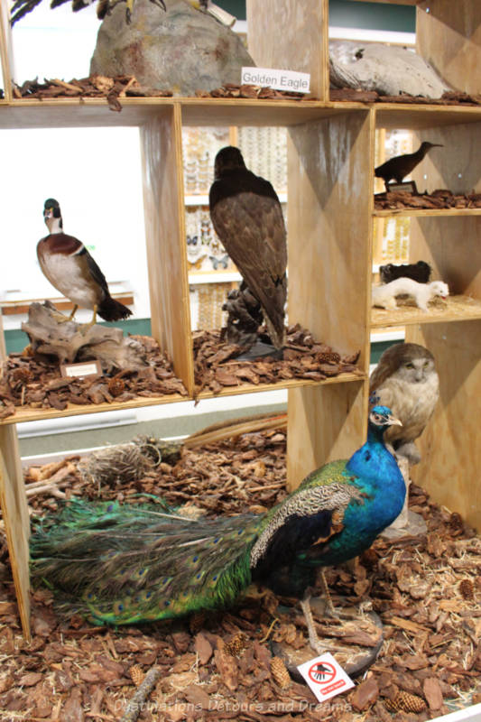 A museum display of a few taxidermy birds including a peacock at the centre