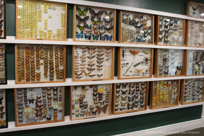 Three rows of shelves contains mounted butterflies inside glass-fronted wood frames