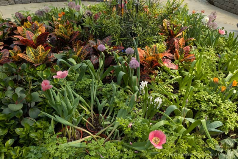 Tulips and allium blooming amid greenery