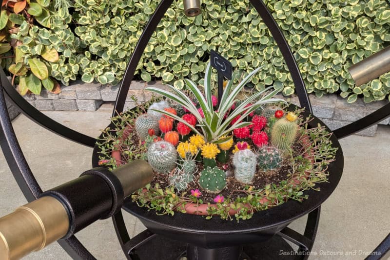 Cauldron-like bowl containing small blooming cacti with attached microscopes for up-close viewing