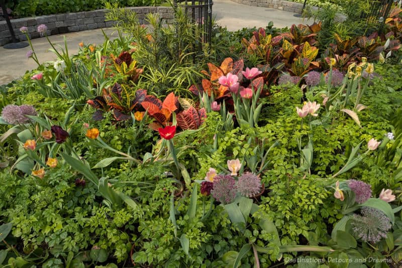 Garden bed containing greenery and blooming spring bulbs