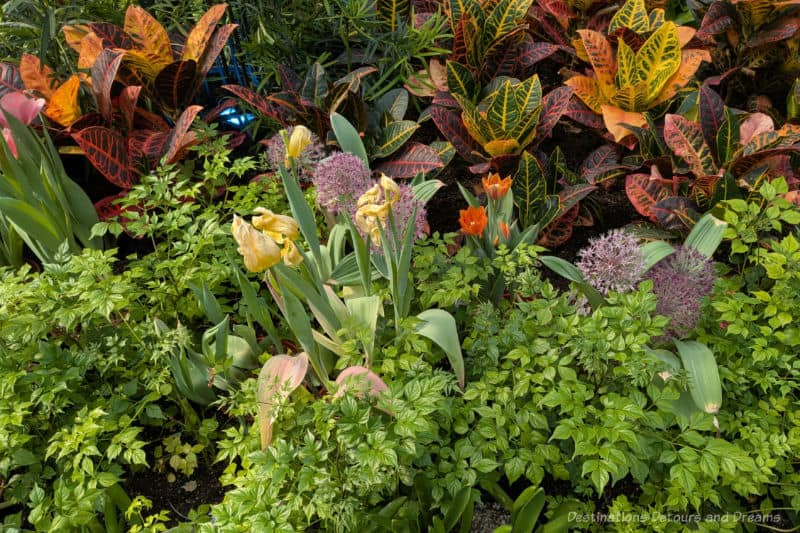 Yellow tulips and purple allium blooms amid greenery