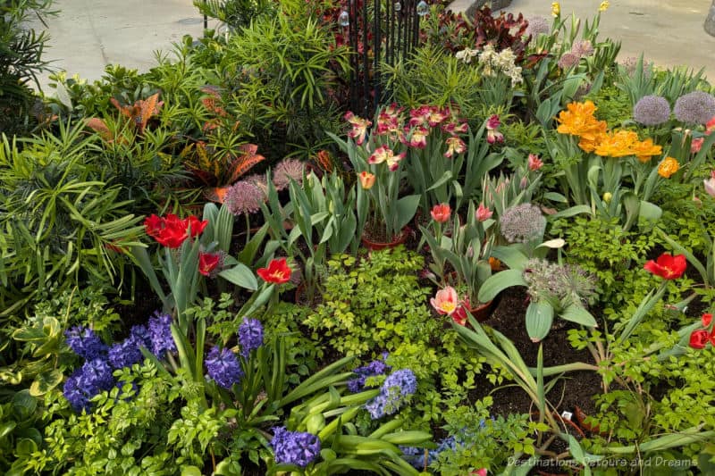 Indoor garden bed of spring blooms in colours of purple, red, and yellow
