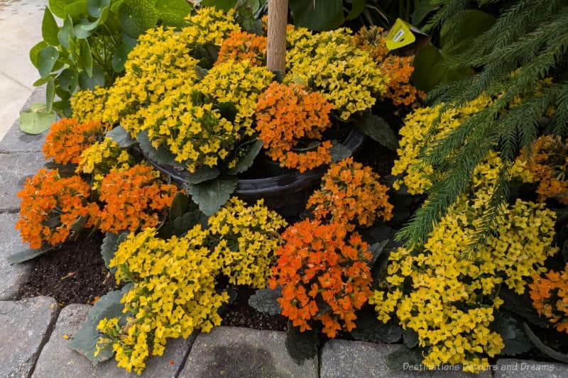 Low growing plants with masses of small yellow and orange blooms