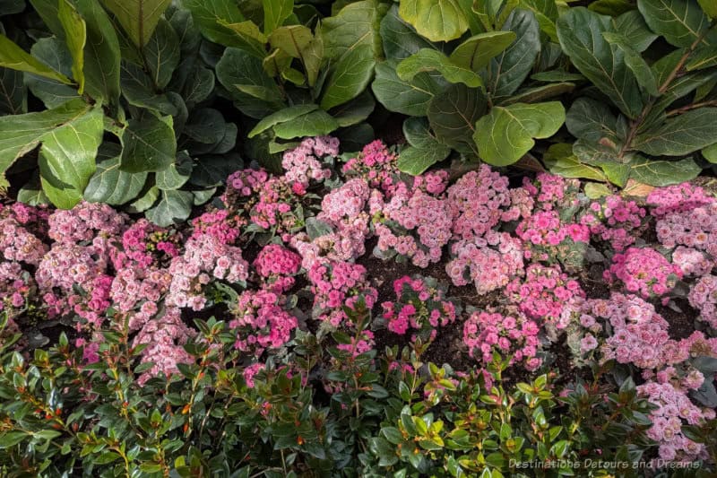 A mass of low pink blooms