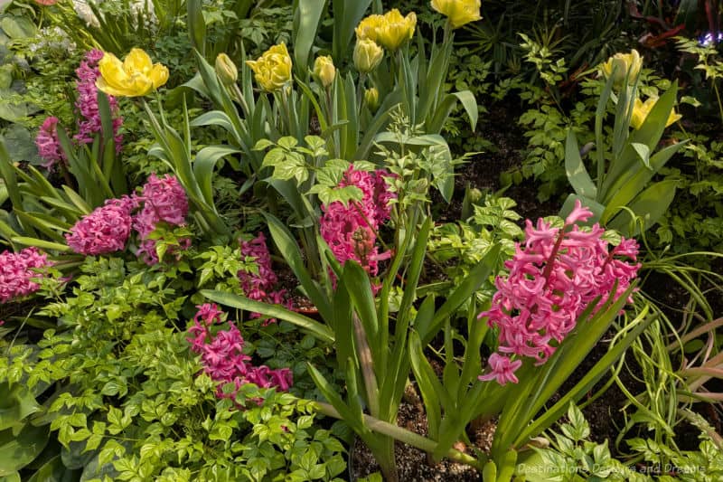 Spring blooms of rose hyacinth and yellow tulips