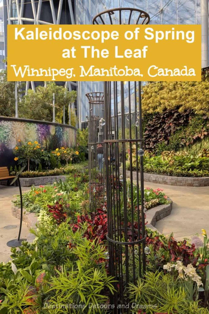 Kaleidoscope of Spring - A vibrant exhibit of colour and light with spring flowers at The Leaf in Winnipeg, Manitoba, Canada