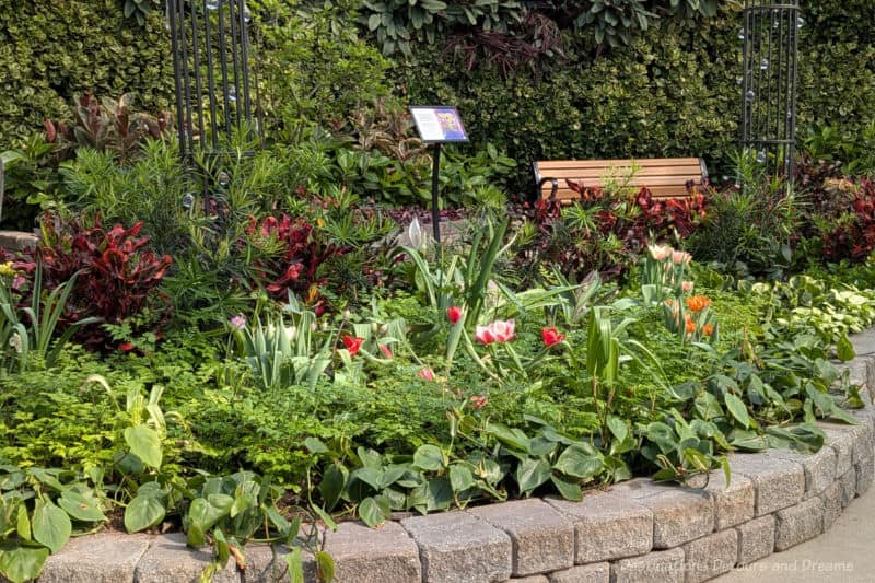 Brick lined flower bed with greenery and blooming tulips