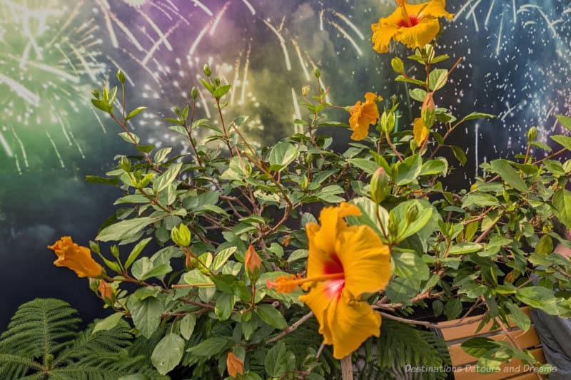 Hibiscus shrub contains several yellow blooms