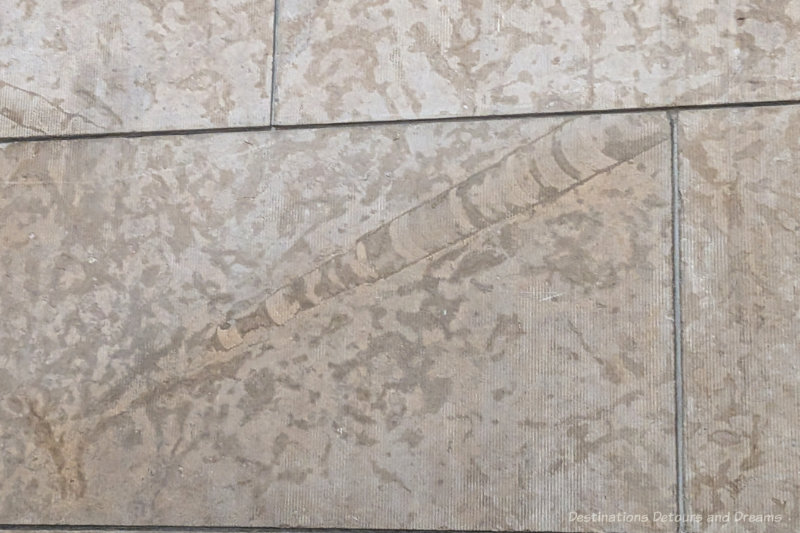 Fossil in Tyndall Stone wall