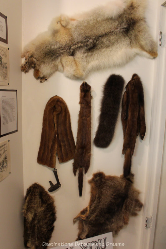Sipiweske Museum Furs Selection of fur pelts hanging in a museum