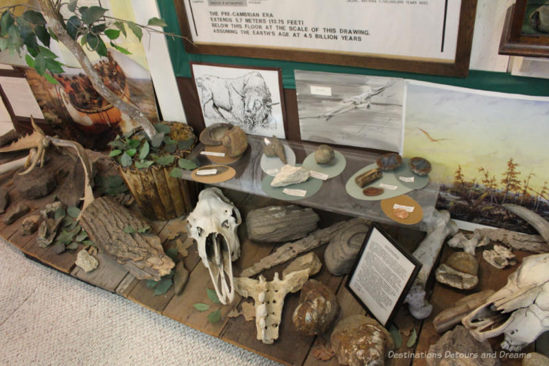Sipiweske Museum Pre-Cambrian Display A couple shelves of a museum display containing bones and stones from ancient times