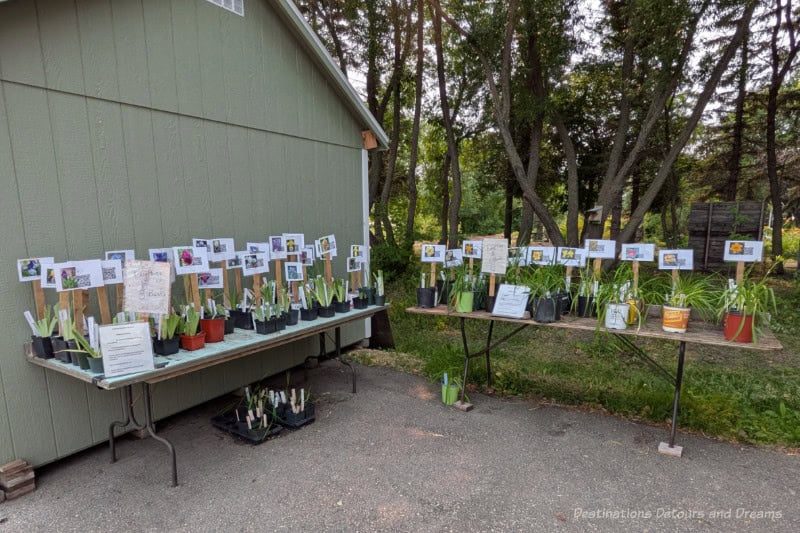Beausejour Daylily Gardens Plants For Sale Two tables set up with plants for sale