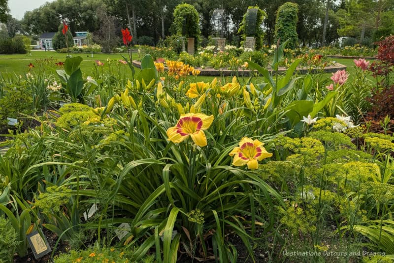Beausejour Daylilies Garden featuring yellow blooming daylilies and other gardens and green space behind it