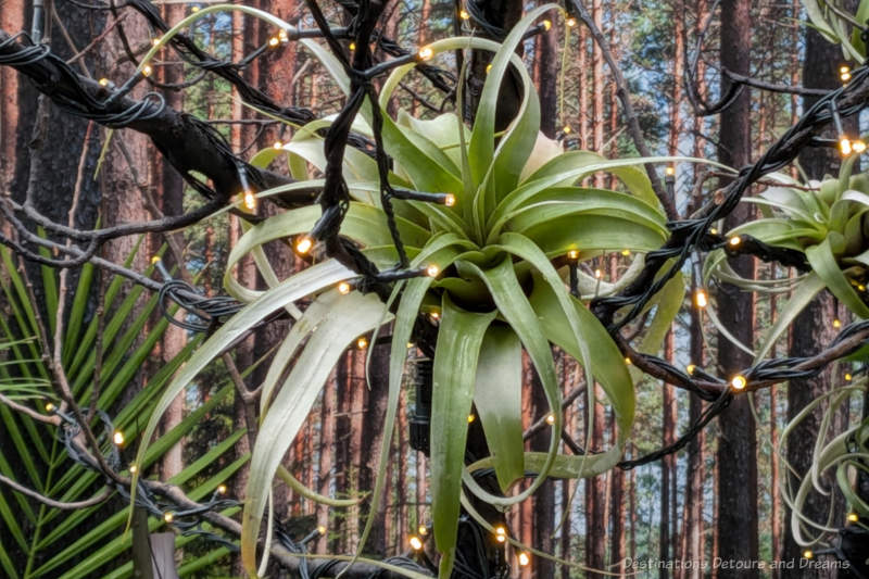 air plant with frond leaves along fake twigs with fairy lights