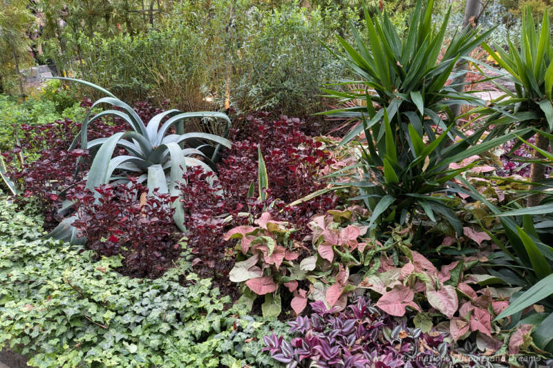 Collection of plants with different coloured foliage