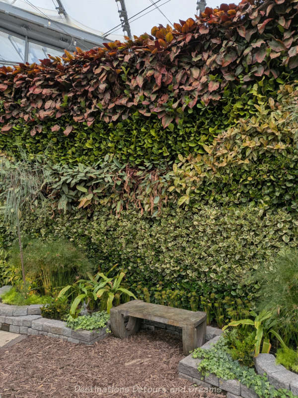 stone bench in front of a living wall of foliage